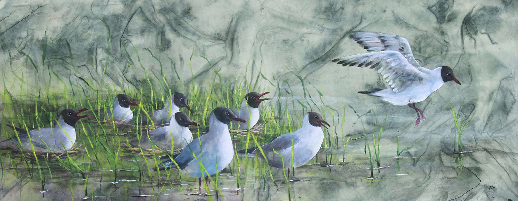 Black-headed Gulls Helen Welsh