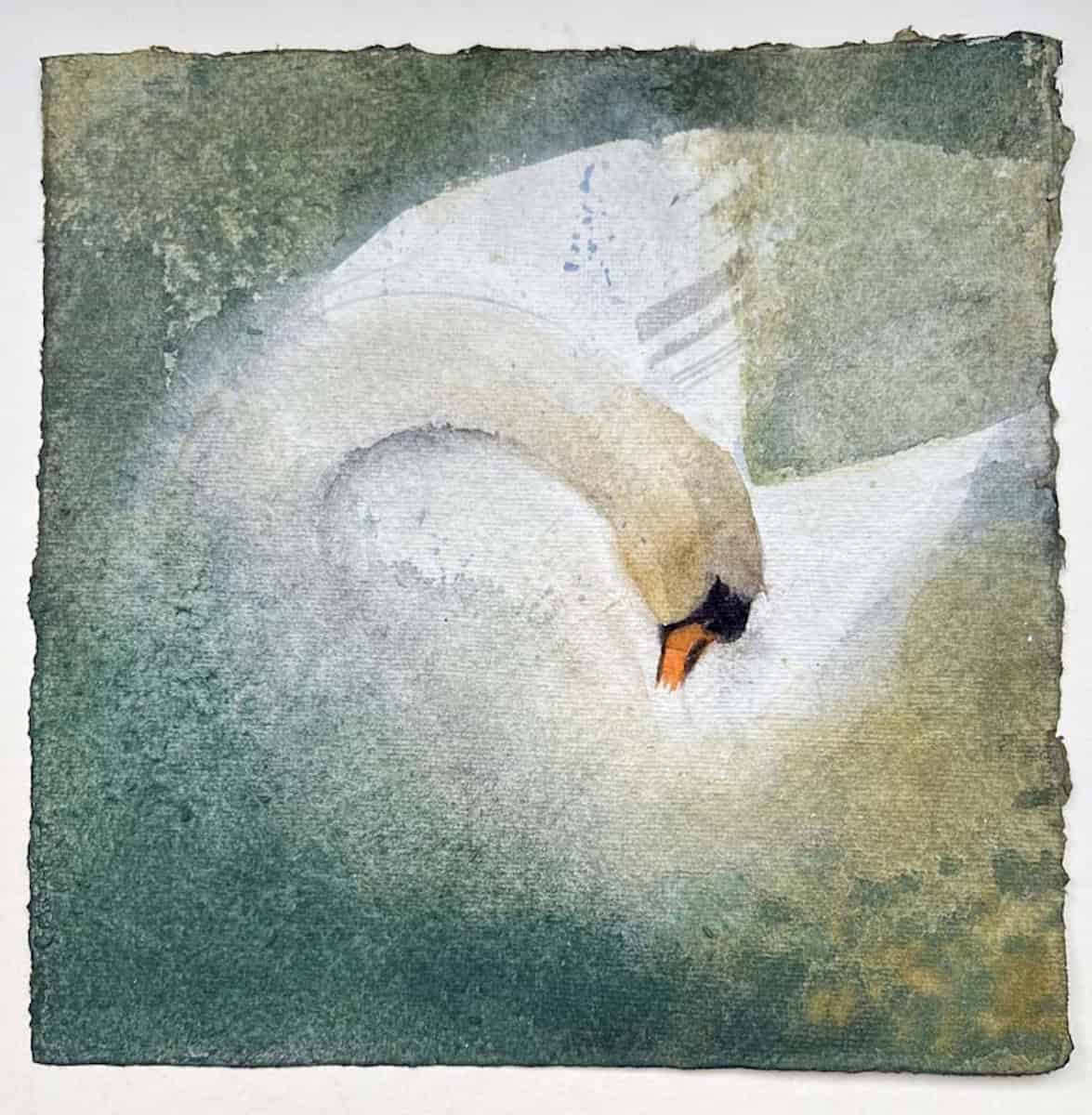 Mute Swan Claire Harkess RSW