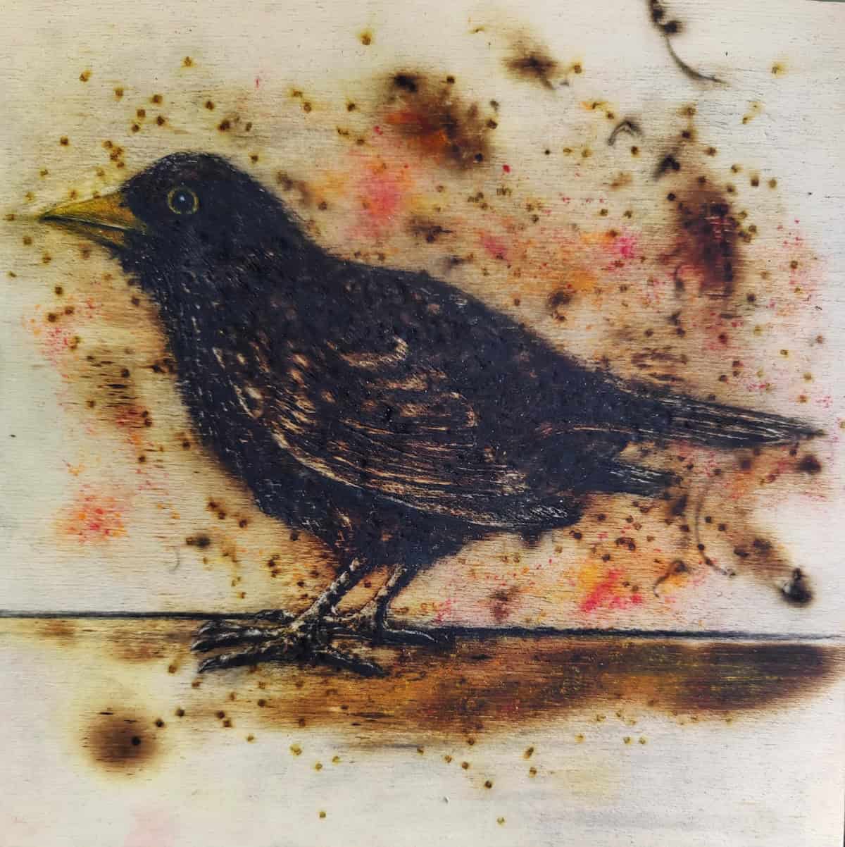 Blackbird Frank To SGFA