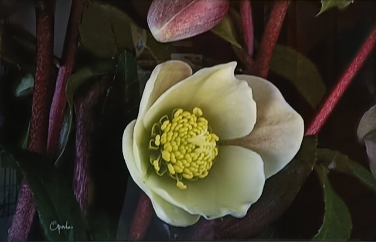 Hellebore Karl Oparka