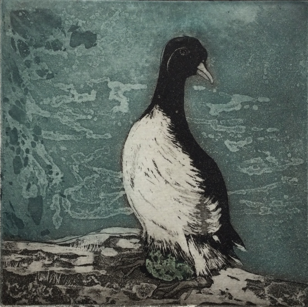 Guillemot Anne Russell