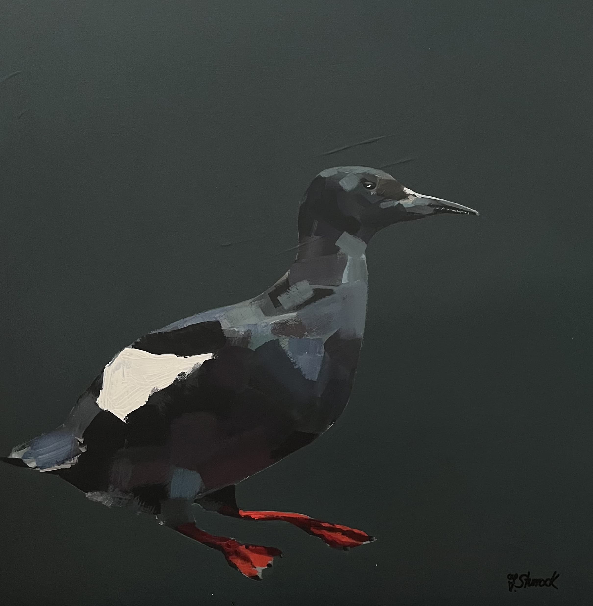 Black Guillemot Fiona Sturrock