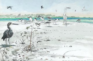 Birds of the Aldabra Shoreline John Busby RSA RSW SWLA (1928-2015)