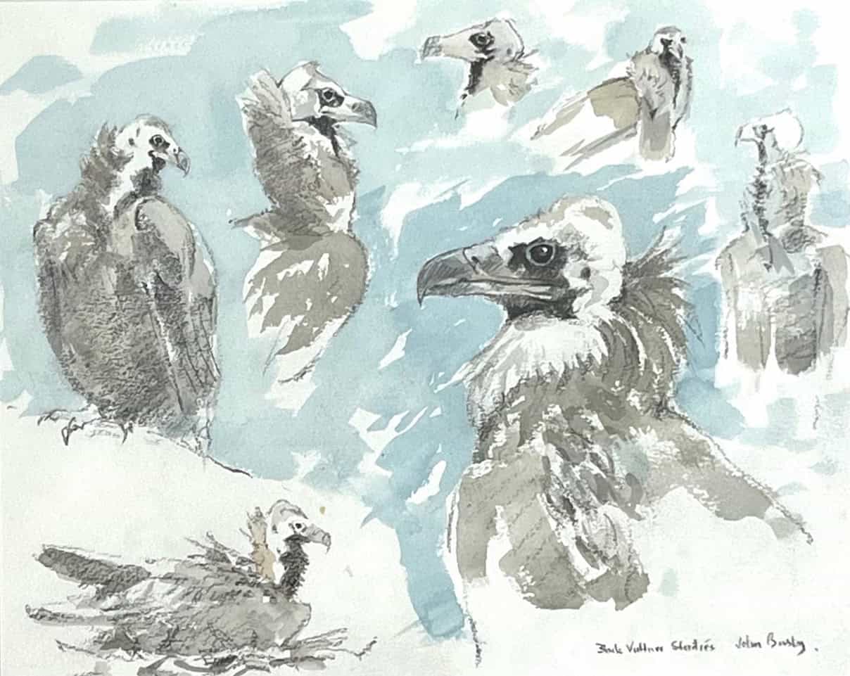 Black Vulture Studies John Busby RSA RSW SWLA (1928-2015)