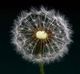 Dandelion Karl Oparka