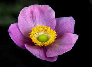 Pink Anemone Karl Oparka