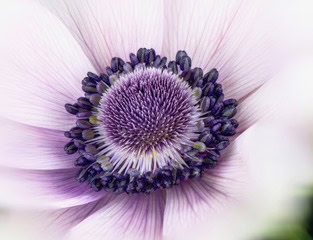 Purple Anemone 1 Karl Oparka