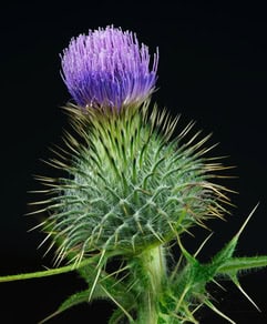 Scottish Thistle Karl Oparka