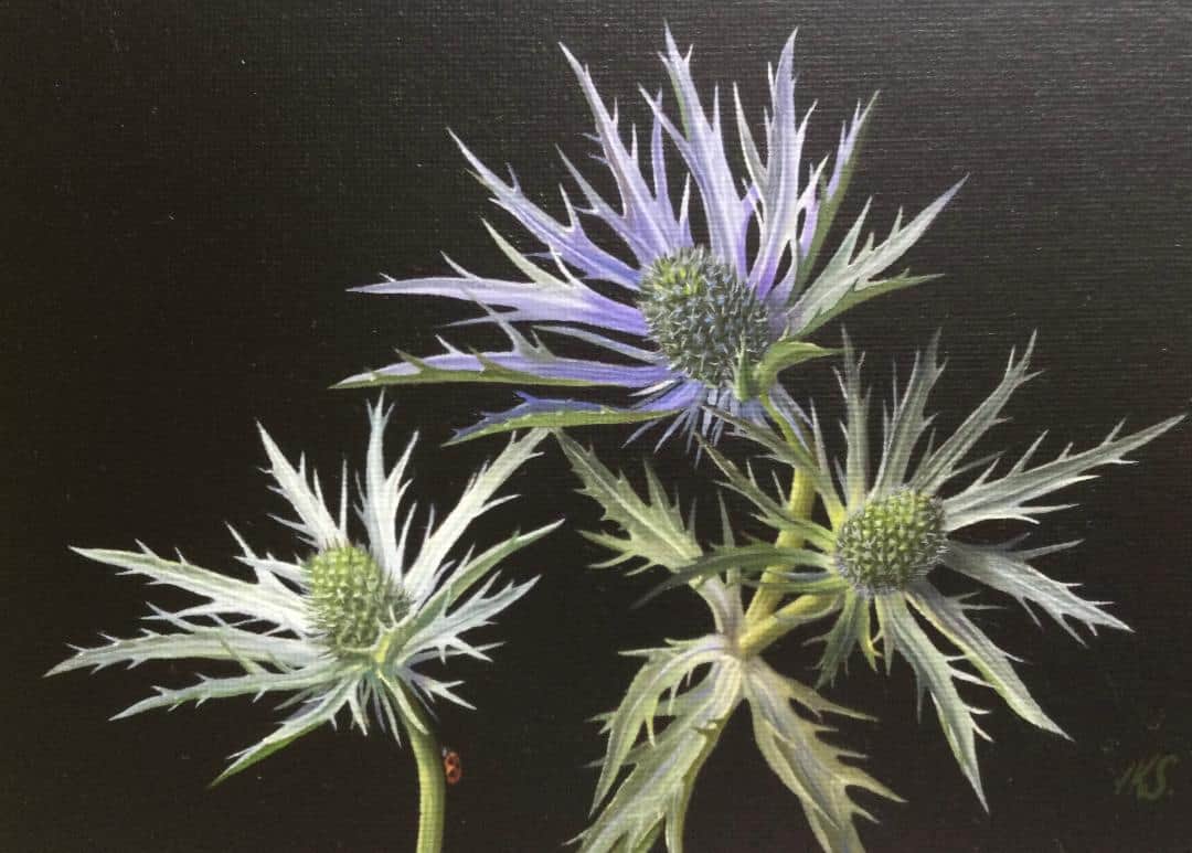 Eryngium Lorna Kirkwood-Smith